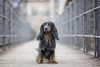 male Dachshund