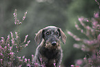 Dachshund in the summer