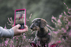 Dachshund in the summer