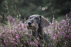 Dachshund in the summer