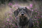 Dachshund in the summer