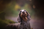 Dachshund in autumn