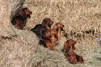 6 longhaired Dachshunds