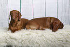 2 shorthaired Dachshunds