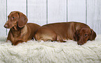 2 shorthaired Dachshunds