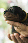 Dachshund Puppy