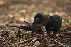 Dachshund Puppy