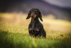 shorthaired Dachshund