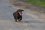 black-and-tan shorthaired Dachshund