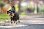 male Dachshund