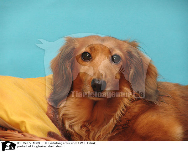 Langhaardackel im Portrait / portrait of longhaired dachshund / WJP-01089
