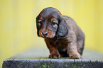 long-haired Dachshund Puppy