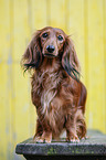 standing long-haired Dachshund