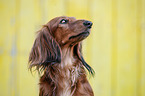 long-haired Dachshund Portrait