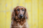 long-haired Dachshund Portrait