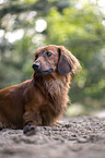 long-haired dachshund