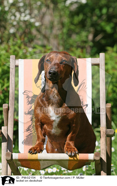 Dackel sitzt auf Liegestuhl / teckel on deckchair / PM-02154