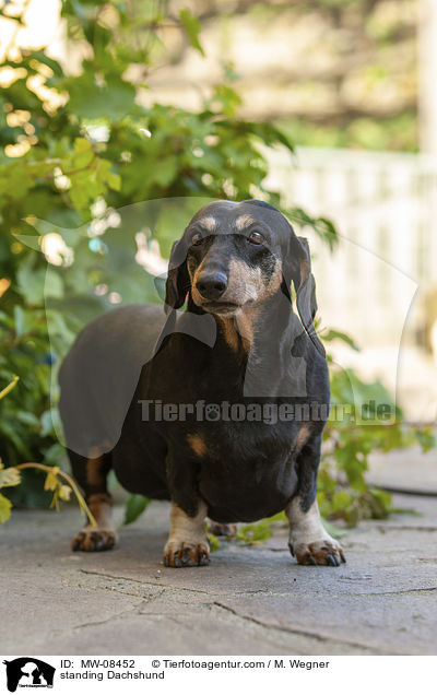 stehender Dackel / standing Dachshund / MW-08452