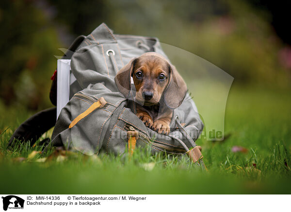 Dachshund puppy in a backpack / MW-14336