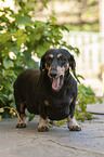 standing Dachshund