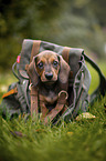 Dachshund puppy in a backpack