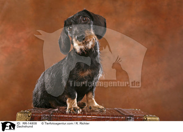 Dackel / Dachshund / RR-14808