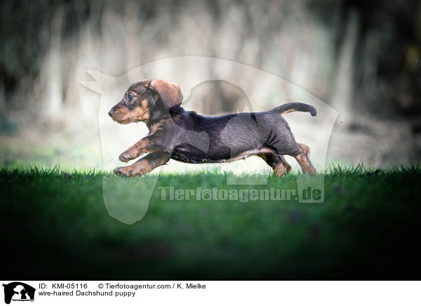 Rauhaardackel Welpe / wire-haired Dachshund puppy / KMI-05116