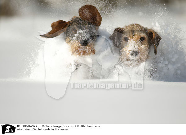 Rauhaardackel im Schnee / wirehaired Dachshunds in the snow / KB-04377
