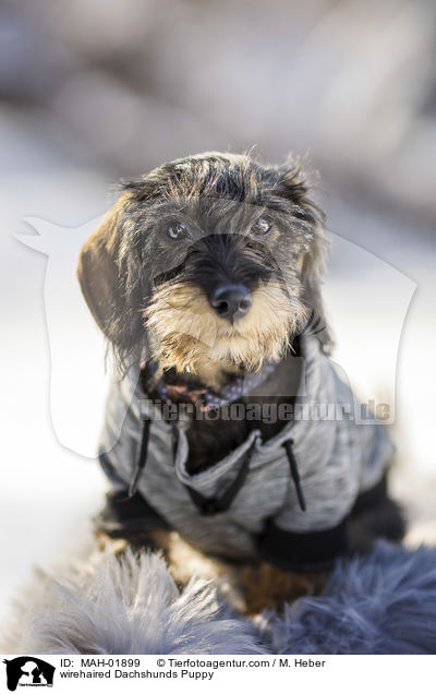 Rauhaardackel Welpe / wirehaired Dachshunds Puppy / MAH-01899