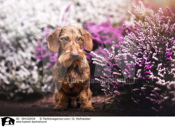 wire-haired dachshund / DH-02839