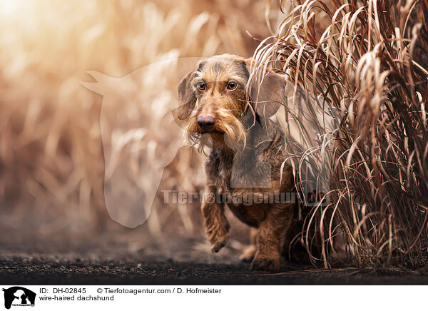 Rauhaardackel / wire-haired dachshund / DH-02845