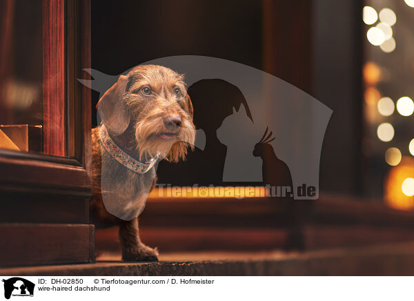 wire-haired dachshund / DH-02850