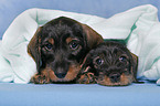 Teckel Puppies