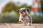 running wire-haired Dachshund