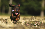 running wire-haired Dachshund