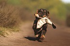 running wire-haired Dachshund