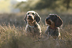 wire-haired Dachshund portrait