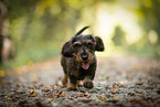 wire-haired Dachshund