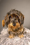 adult wirehaired Dachshund