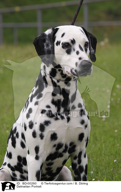 Dalmatiner Portrait / Dalmatian Portrait / BD-00260