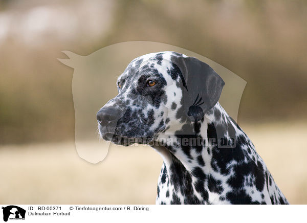 Dalmatiner Portrait / Dalmatian Portrait / BD-00371