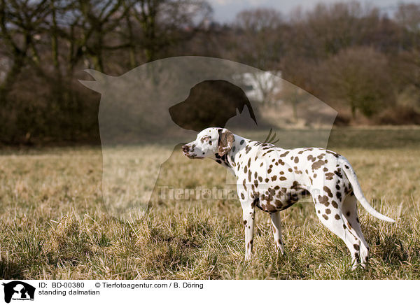 stehender Dalmatiner / standing dalmatian / BD-00380