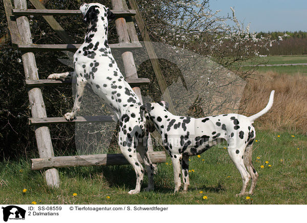 2 Dalmatians / SS-08559