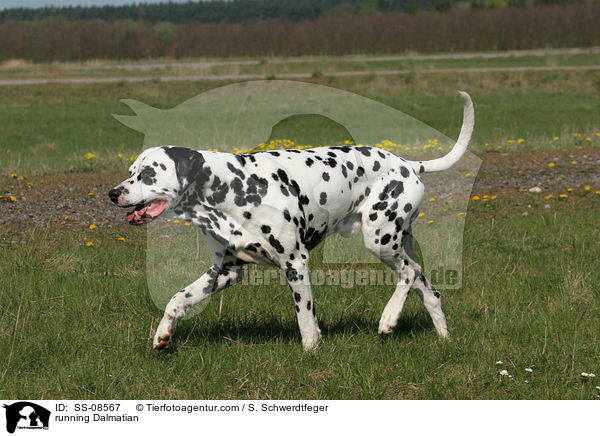 rennender Dalmatiner / running Dalmatian / SS-08567