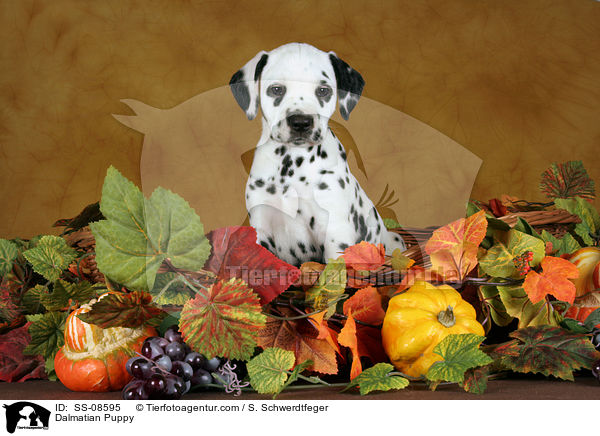 Dalmatiner Welpe / Dalmatian Puppy / SS-08595