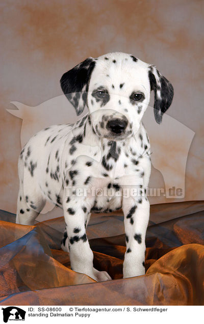 stehender Dalmatiner Welpe / standing Dalmatian Puppy / SS-08600