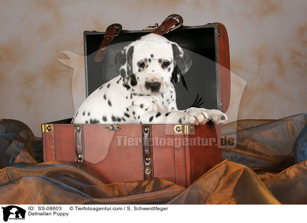 Dalmatiner Welpe / Dalmatian Puppy / SS-08603
