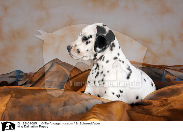liegender Dalmatiner Welpe / lying Dalmatian Puppy / SS-08605