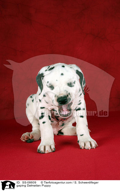 ghnender Dalmatiner Welpe / gaping Dalmatian Puppy / SS-08609