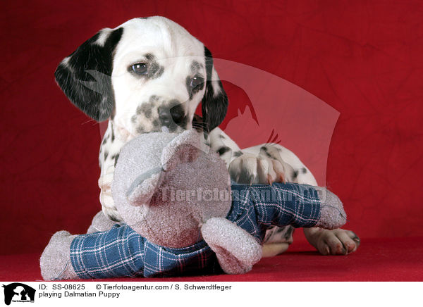 spielender Dalmatiner Welpe / playing Dalmatian Puppy / SS-08625